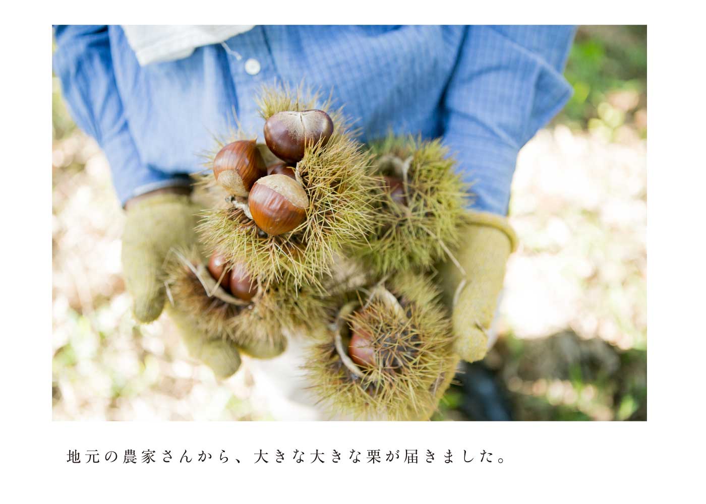 地元の農家さんから大きな大きな栗が届きました。